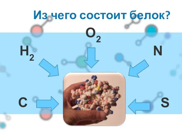 Из чего состоит белок? O2 N C H2 S