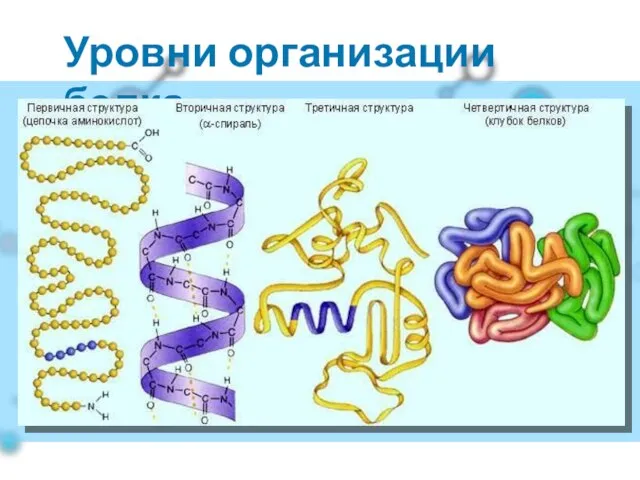 Уровни организации белка