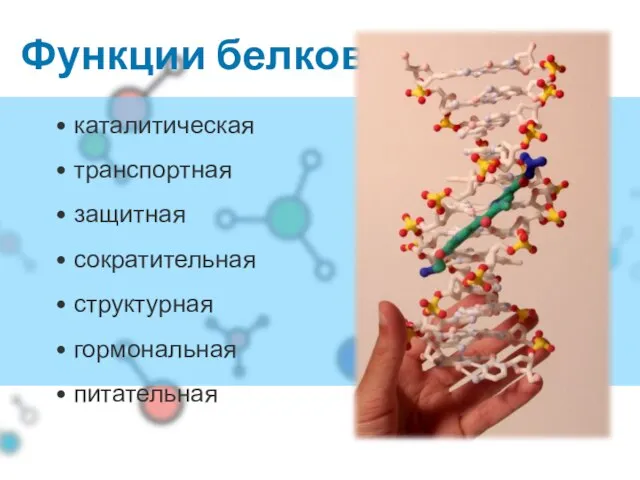 Функции белков каталитическая транспортная защитная сократительная структурная гормональная питательная