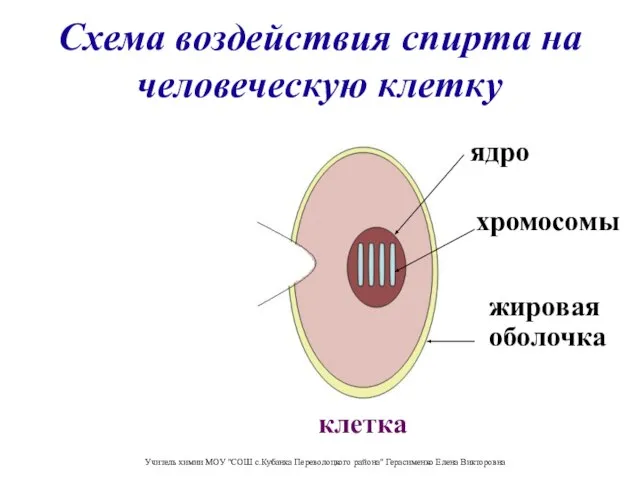 Схема воздействия спирта на человеческую клетку Молекула спирта клетка жировая оболочка хромосомы