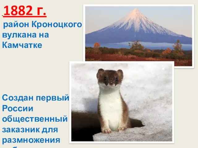 1882 г. район Кроноцкого вулкана на Камчатке Создан первый в России общественный заказник для размножения соболя.