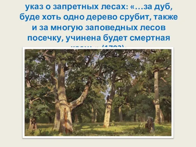 указ о запретных лесах: «…за дуб, буде хоть одно дерево срубит, также
