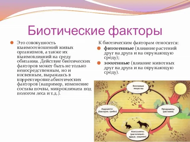 Биотические факторы Это совокупность взаимоотношений живых организмов, а также их взаимовлияний на