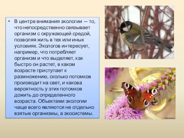 В центре внимания экологии — то, что непосредственно связывает организм с окружающей