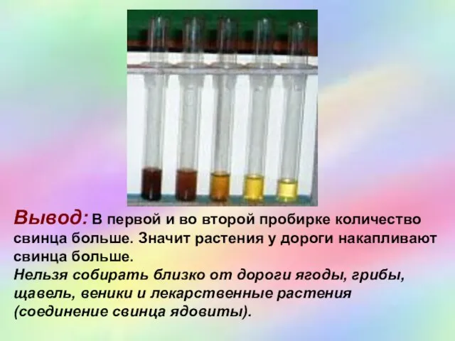 Вывод: В первой и во второй пробирке количество свинца больше. Значит растения