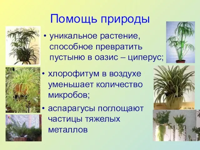 Помощь природы уникальное растение, способное превратить пустыню в оазис – циперус; хлорофитум