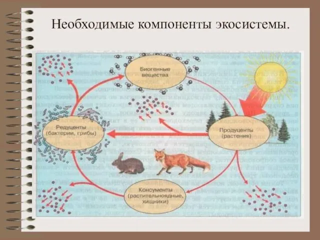 Необходимые компоненты экосистемы.