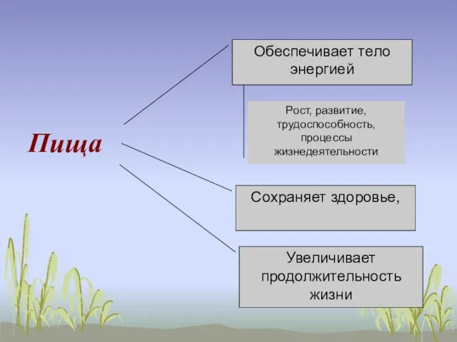 Пища Обеспечивает тело энергией Рост, развитие, трудоспособность, процессы жизнедеятельности Сохраняет здоровье, Увеличивает продолжительность жизни