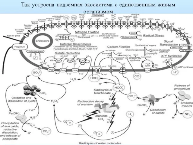 Так устроена подземная экосистема с единственным живым организмом