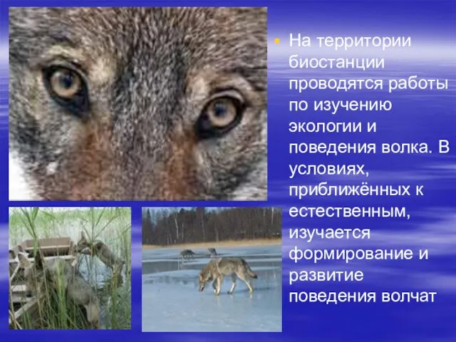 На территории биостанции проводятся работы по изучению экологии и поведения волка. В
