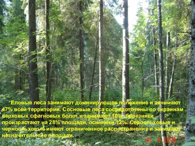 Еловые леса занимают доминирующее положение и занимают 47% всей территории. Сосновые леса