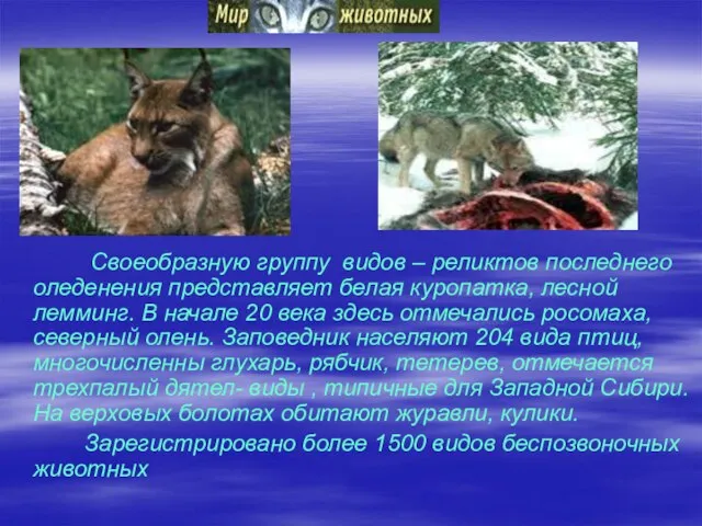 Своеобразную группу видов – реликтов последнего оледенения представляет белая куропатка, лесной лемминг.