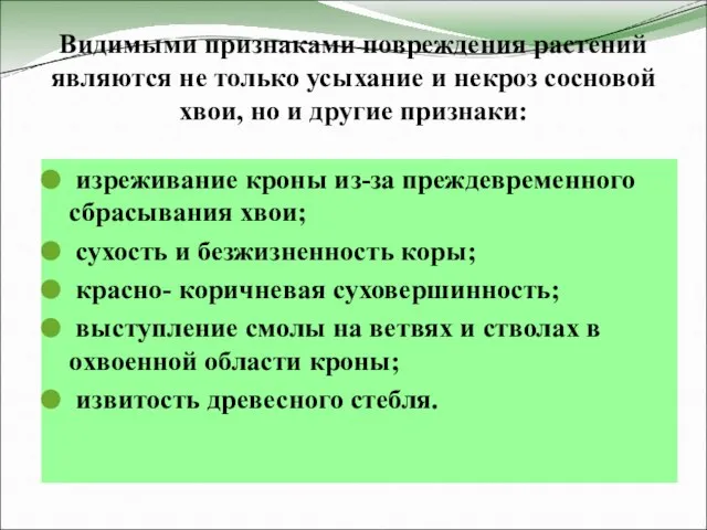 Видимыми признаками повреждения растений являются не только усыхание и некроз сосновой хвои,