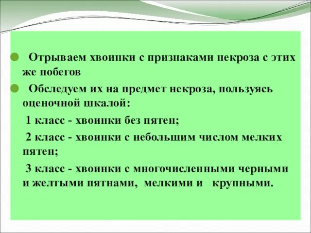 Отрываем хвоинки с признаками некроза с этих же побегов Обследуем их на