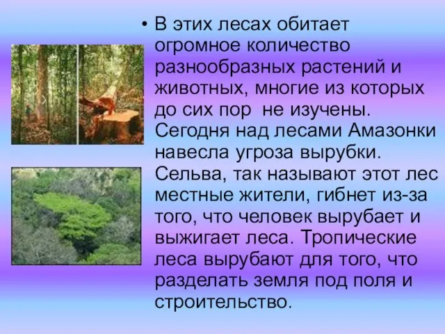 В этих лесах обитает огромное количество разнообразных растений и животных, многие из