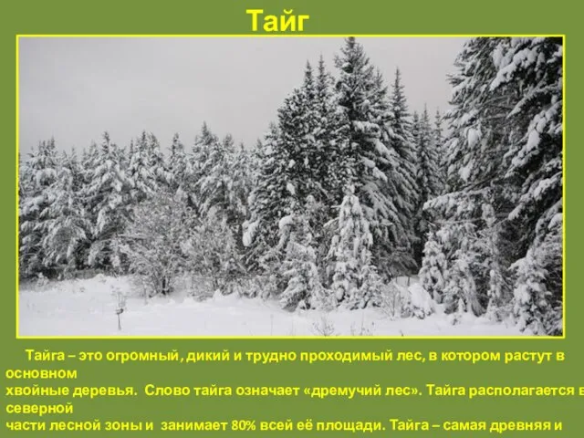 Тайга Тайга – это огромный, дикий и трудно проходимый лес, в котором