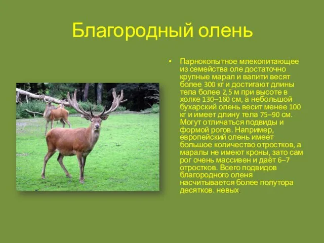 Благородный олень Парнокопытное млекопитающее из семейства оле достаточно крупные марал и вапити