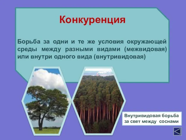 Борьба за одни и те же условия окружающей среды между разными видами