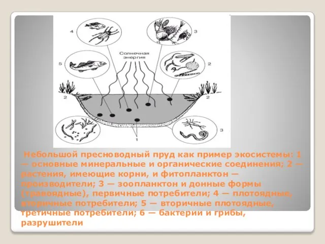 Небольшой пресноводный пруд как пример экосистемы: 1 — основные минеральные и органические