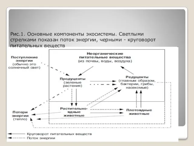 Рис.1. Основные компоненты экосистемы. Светлыми стрелками показан поток энергии, черными - круговорот питательных веществ