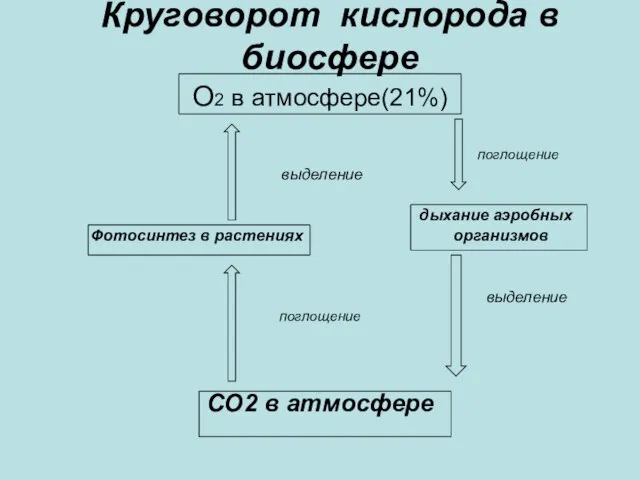 Круговорот кислорода в биосфере О2 в атмосфере(21%) поглощение выделение дыхание аэробных Фотосинтез