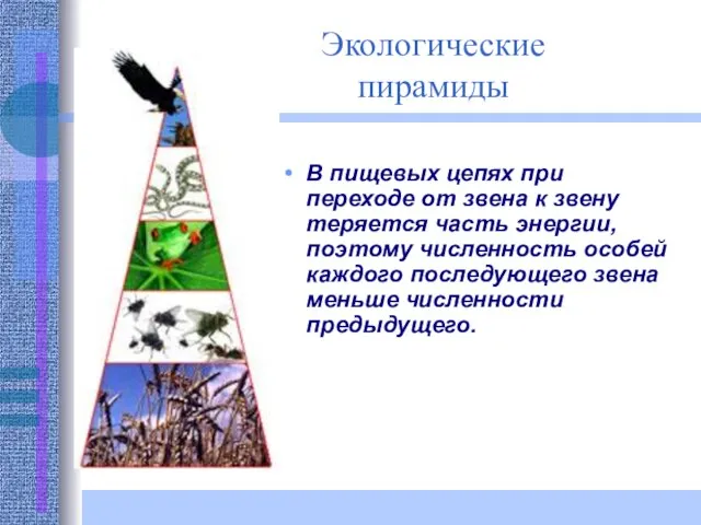 Экологические пирамиды В пищевых цепях при переходе от звена к звену теряется