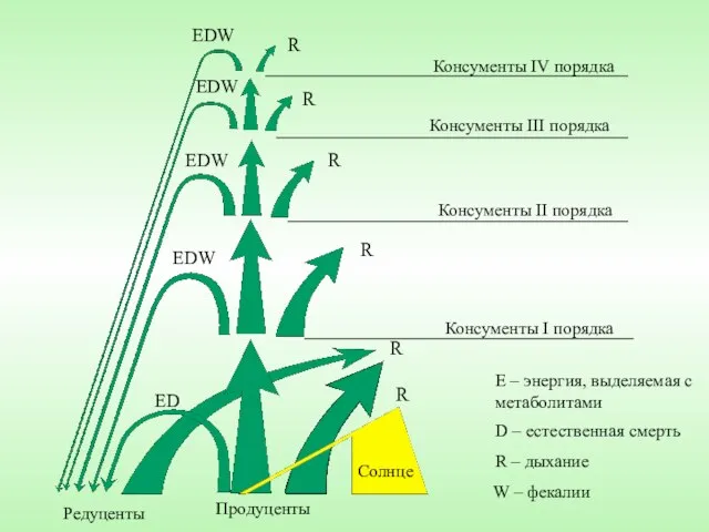 R R R R R EDW EDW EDW EDW ED Редуценты Продуценты