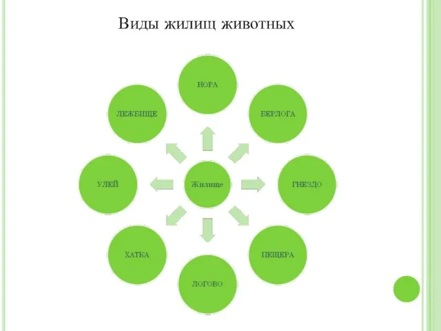 Виды жилищ животных