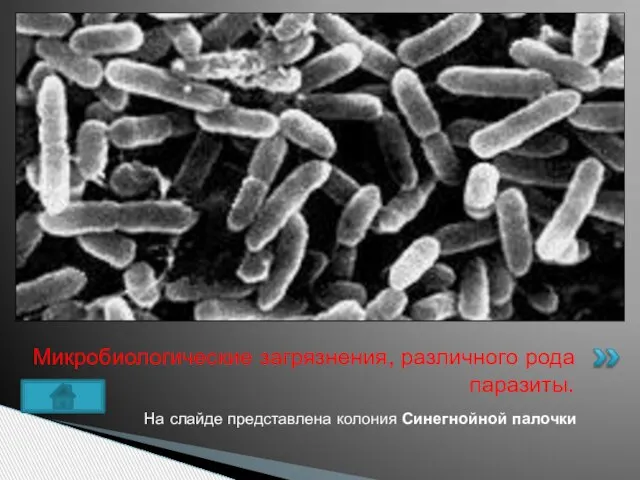 На слайде представлена колония Синегнойной палочки Микробиологические загрязнения, различного рода паразиты.