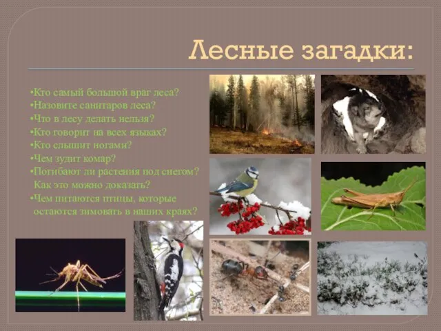 Лесные загадки: Кто самый большой враг леса? Назовите санитаров леса? Что в