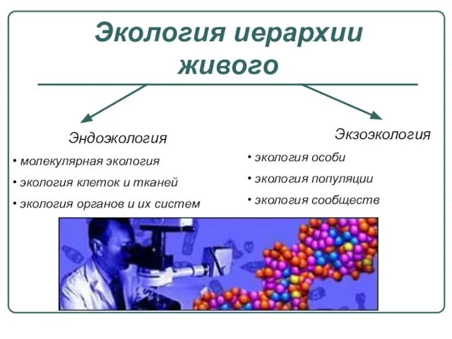 Экология иерархии живого Эндоэкология молекулярная экология экология клеток и тканей экология органов