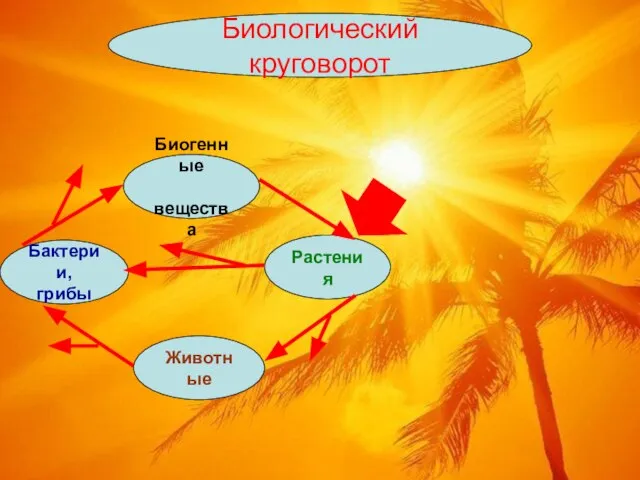 Растения Животные Бактерии, грибы Биогенные вещества Биологический круговорот