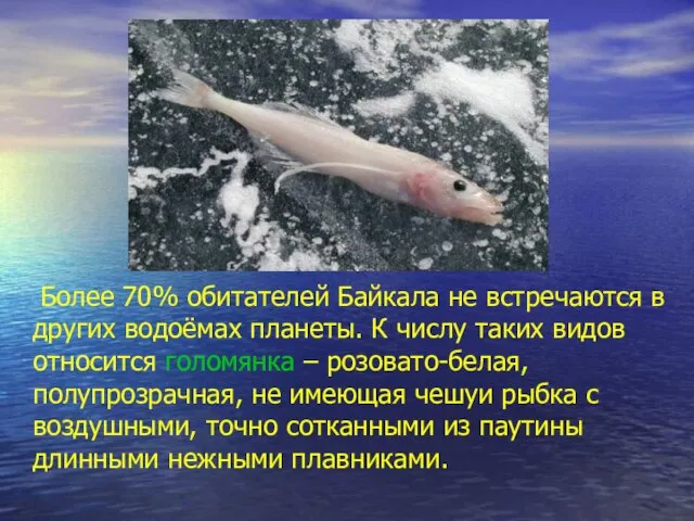 Более 70% обитателей Байкала не встречаются в других водоёмах планеты. К числу