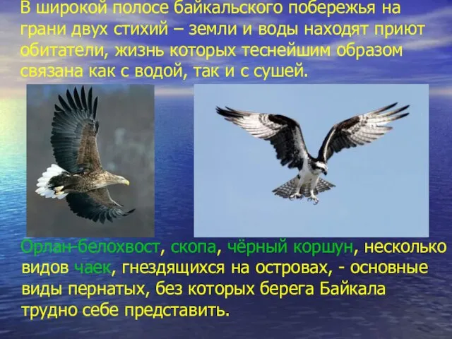 В широкой полосе байкальского побережья на грани двух стихий – земли и