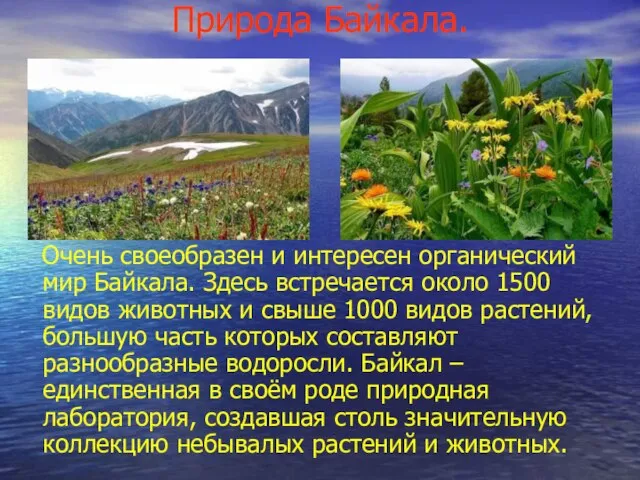 Природа Байкала. Очень своеобразен и интересен органический мир Байкала. Здесь встречается около