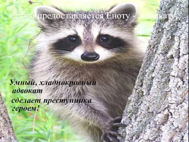 Слово предоставляется Еноту - адвокату Умный, хладнокровный адвокат сделает преступника героем!