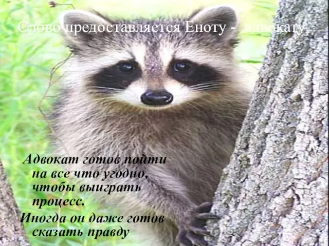 Слово предоставляется Еноту - адвокату Адвокат готов пойти на все что угодно,