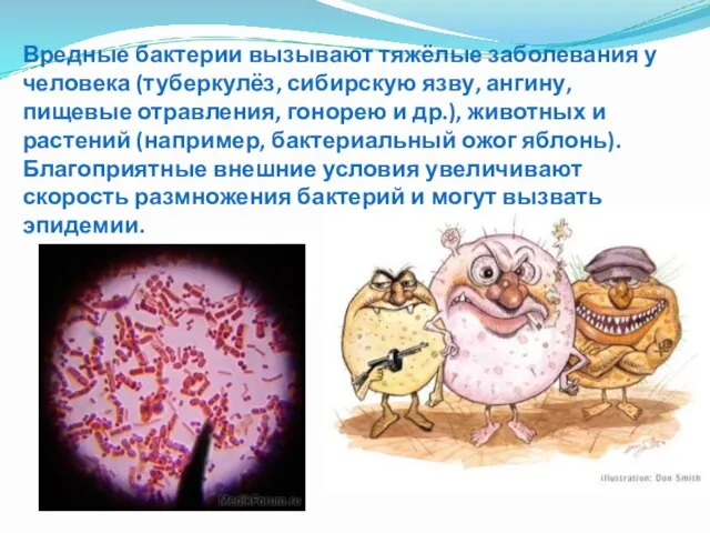 Вредные бактерии вызывают тяжёлые заболевания у человека (туберкулёз, сибирскую язву, ангину, пищевые