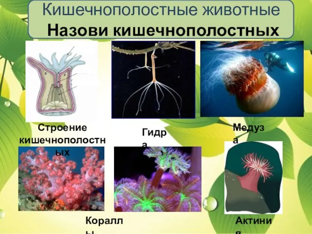 Кишечнополостные животные Назови кишечнополостных Строение кишечнополостных Гидра Медуза Кораллы Актиния