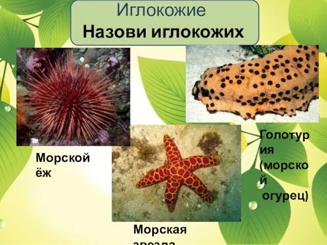 Иглокожие Назови иглокожих Морской ёж Морская звезда Голотурия (морской огурец)