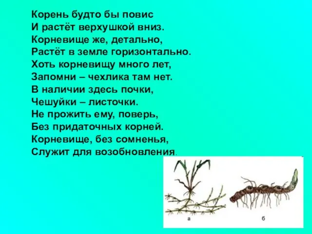 Корень будто бы повис И растёт верхушкой вниз. Корневище же, детально, Растёт