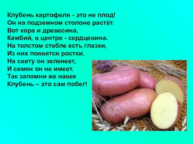 Клубень картофеля - это не плод! Он на подземном столоне растёт. Вот