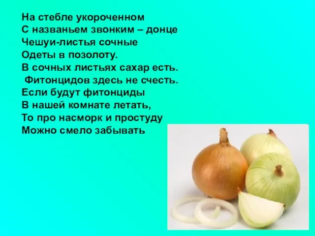 На стебле укороченном С названьем звонким – донце Чешуи-листья сочные Одеты в