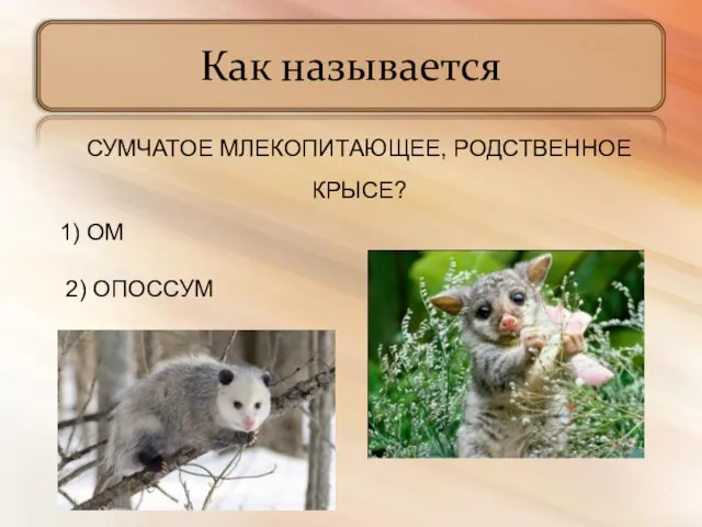 Как называется СУМЧАТОЕ МЛЕКОПИТАЮЩЕЕ, РОДСТВЕННОЕ КРЫСЕ? 1) ОМ 2) ОПОССУМ 3) ОЛЕНУХА