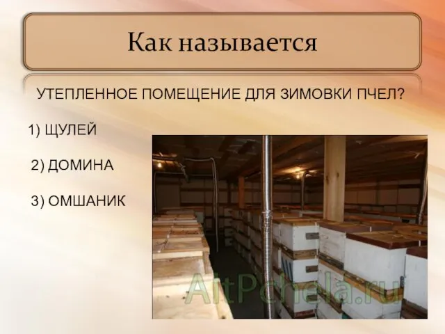 Как называется УТЕПЛЕННОЕ ПОМЕЩЕНИЕ ДЛЯ ЗИМОВКИ ПЧЕЛ? 1) ЩУЛЕЙ 2) ДОМИНА 3) ОМШАНИК