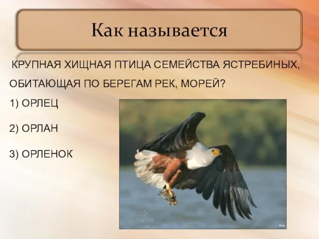 Как называется КРУПНАЯ ХИЩНАЯ ПТИЦА СЕМЕЙСТВА ЯСТРЕБИНЫХ, ОБИТАЮЩАЯ ПО БЕРЕГАМ РЕК, МОРЕЙ?