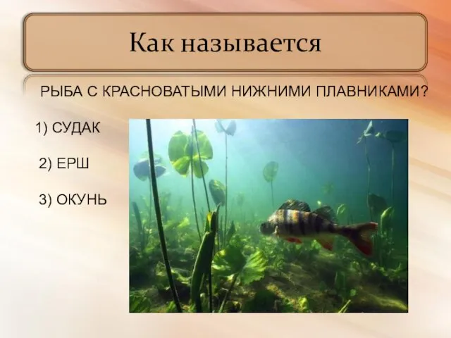 Как называется РЫБА С КРАСНОВАТЫМИ НИЖНИМИ ПЛАВНИКАМИ? 1) СУДАК 2) ЕРШ 3) ОКУНЬ