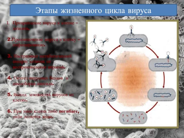 Этапы жизненного цикла вируса Прикрепление вируса к клетке –хозяина. 2.Проникновение вируса в