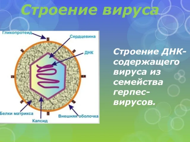 Строение вируса Строение ДНК- содержащего вируса из семейства герпес- вирусов.