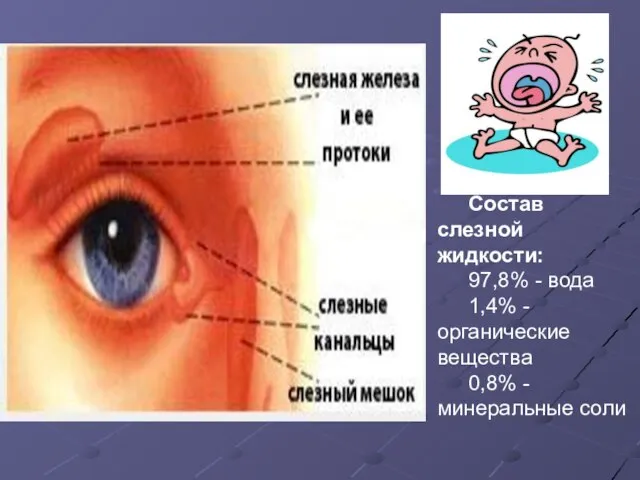 Состав слезной жидкости: 97,8% - вода 1,4% - органические вещества 0,8% - минеральные соли